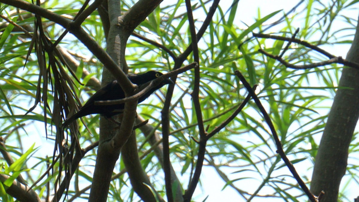 Vieillot's Black Weaver - ML647616594