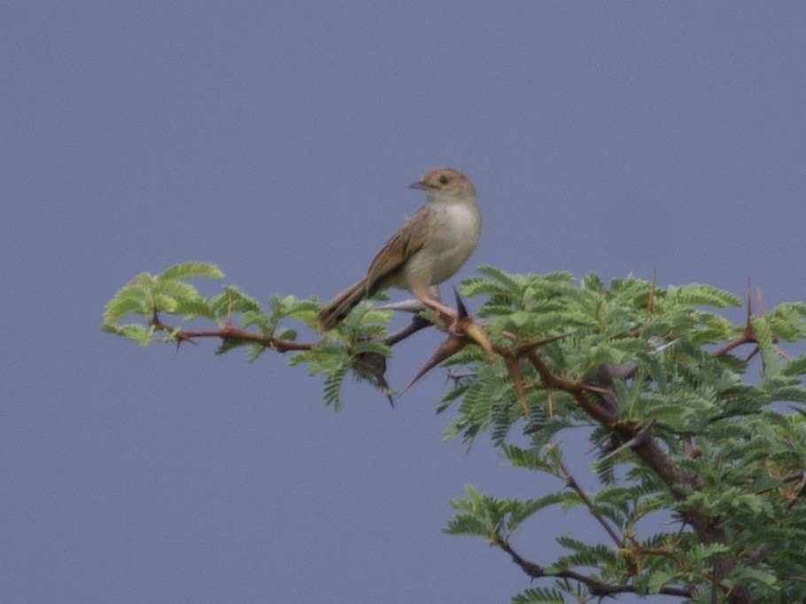 Rattling Cisticola - ML647616595