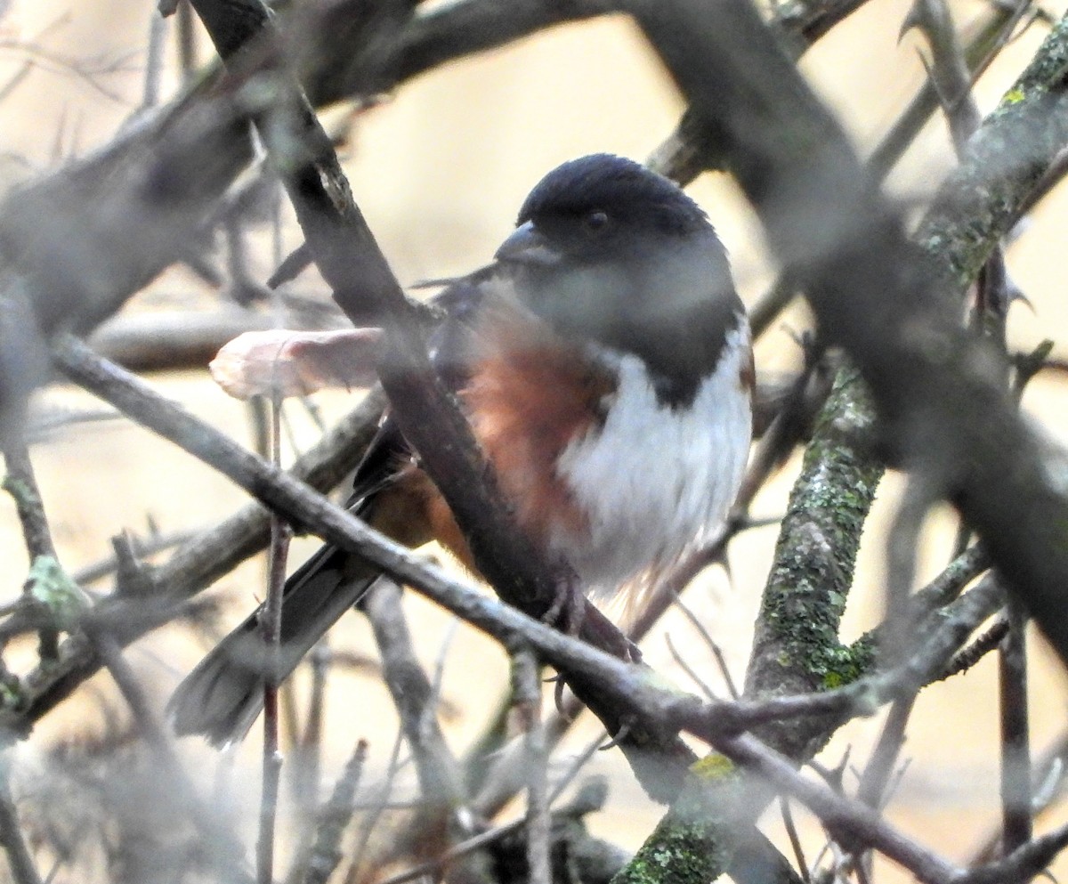 Eastern Towhee - ML647616596
