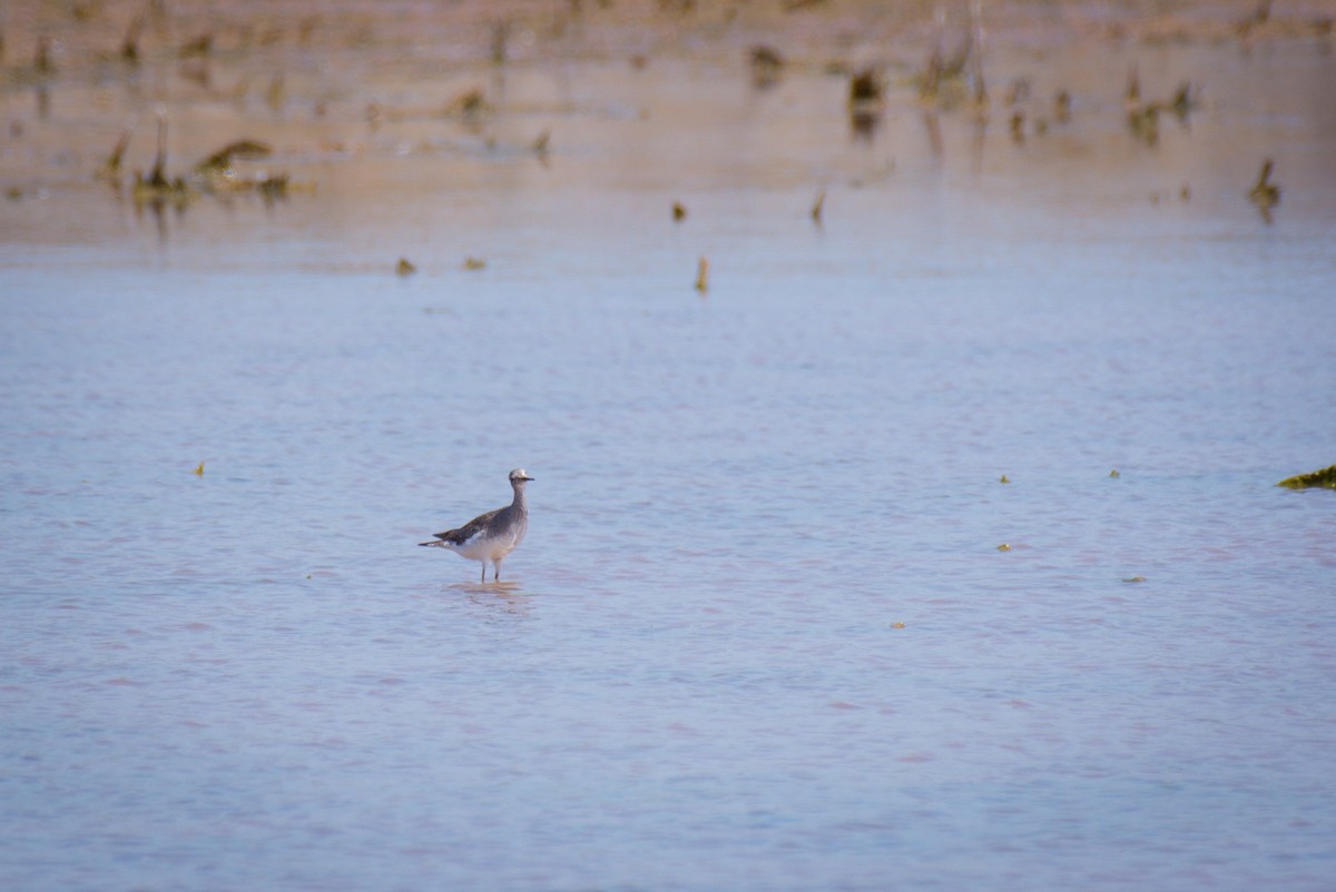 Kuliska hankahori txikia - ML647616597