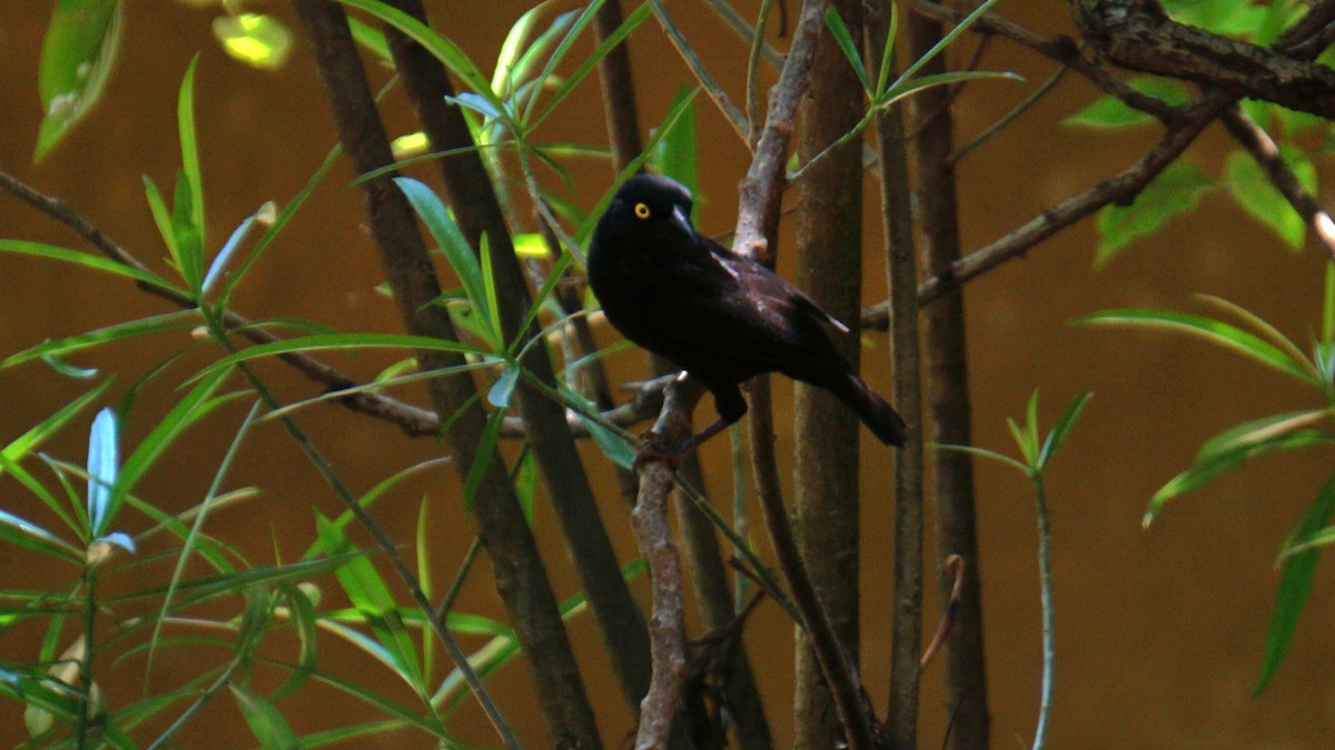 Vieillot's Black Weaver - ML647616599