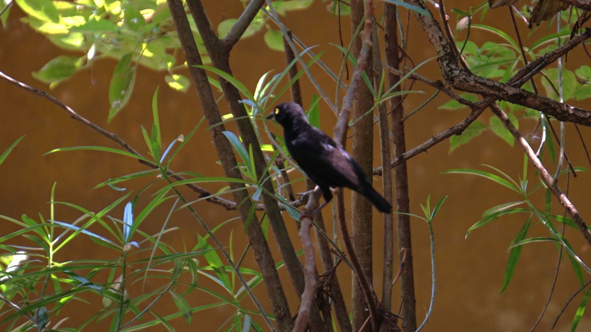 Vieillot's Black Weaver - ML647616600