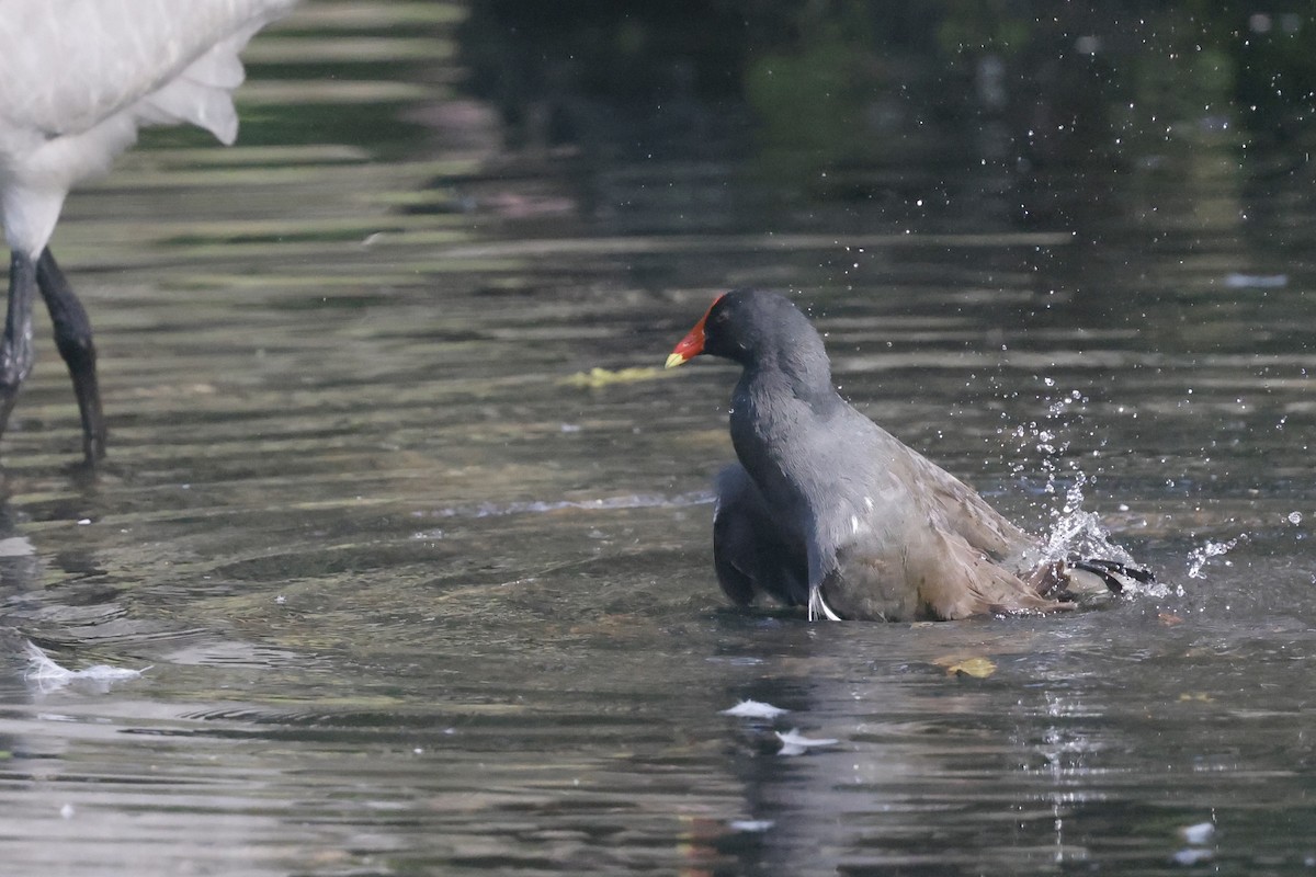 Uroilo arrunta - ML647616601