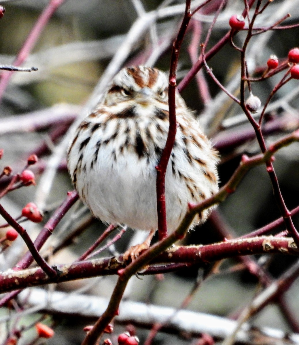 Song Sparrow - ML647616602