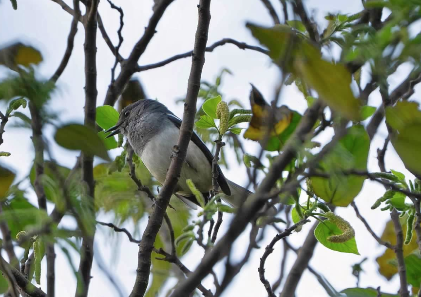 Oriental Magpie-Robin - ML647616603