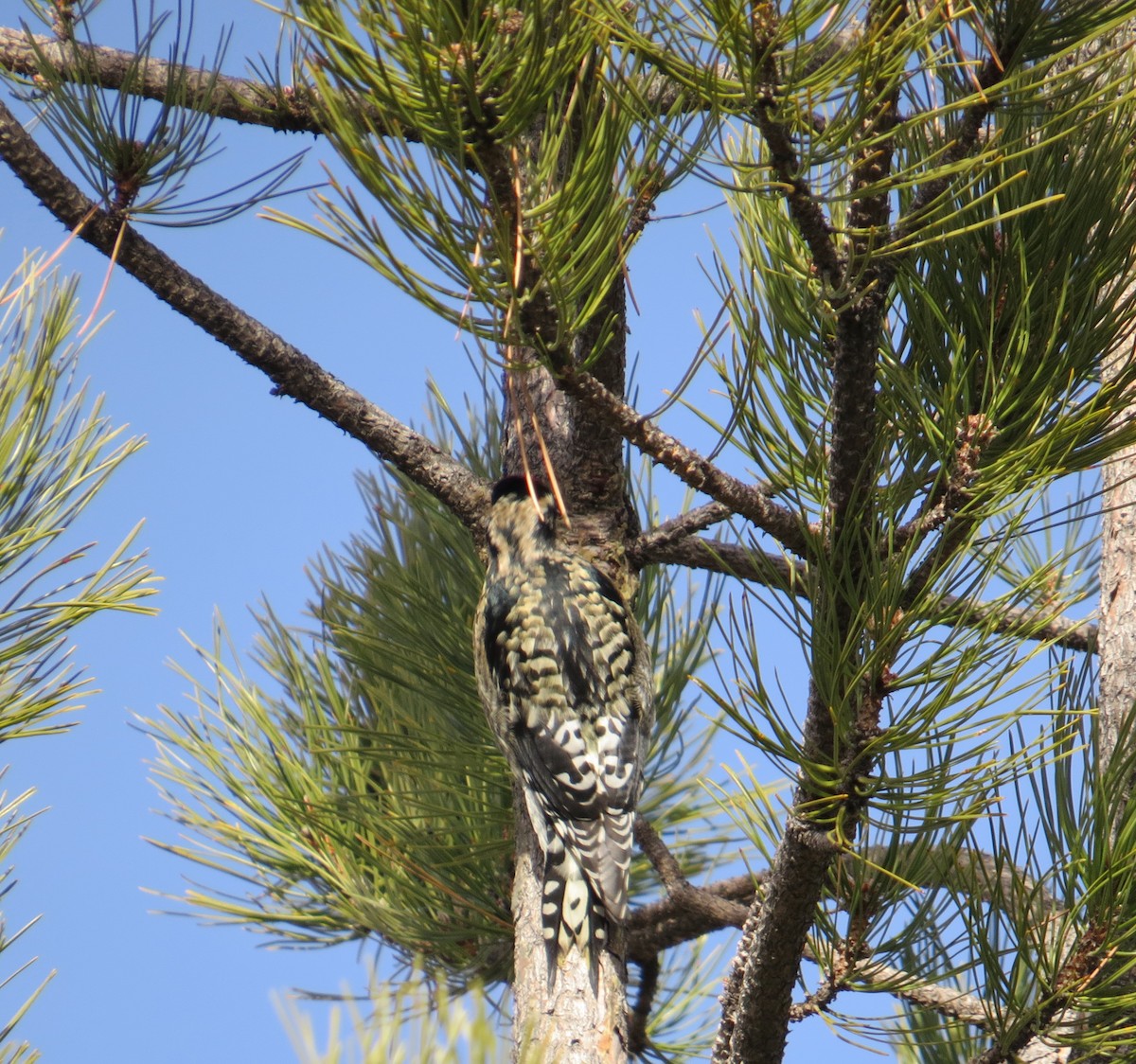 Red-naped Sapsucker - ML647616604