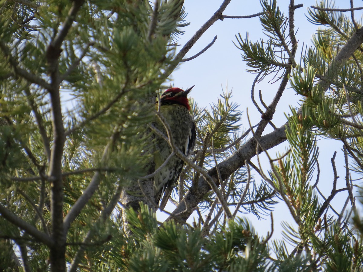 Red-naped Sapsucker - ML647616605