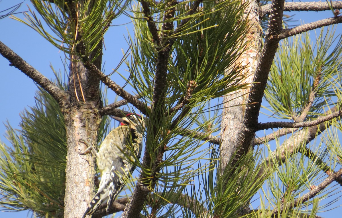 Red-naped Sapsucker - ML647616606