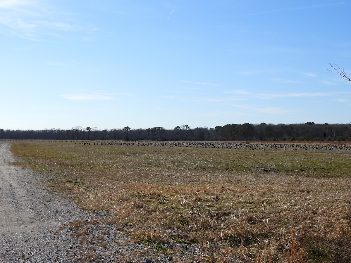 Branta kanadar handia - ML647616607