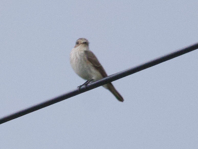 Euli-txori grisa - ML647616608