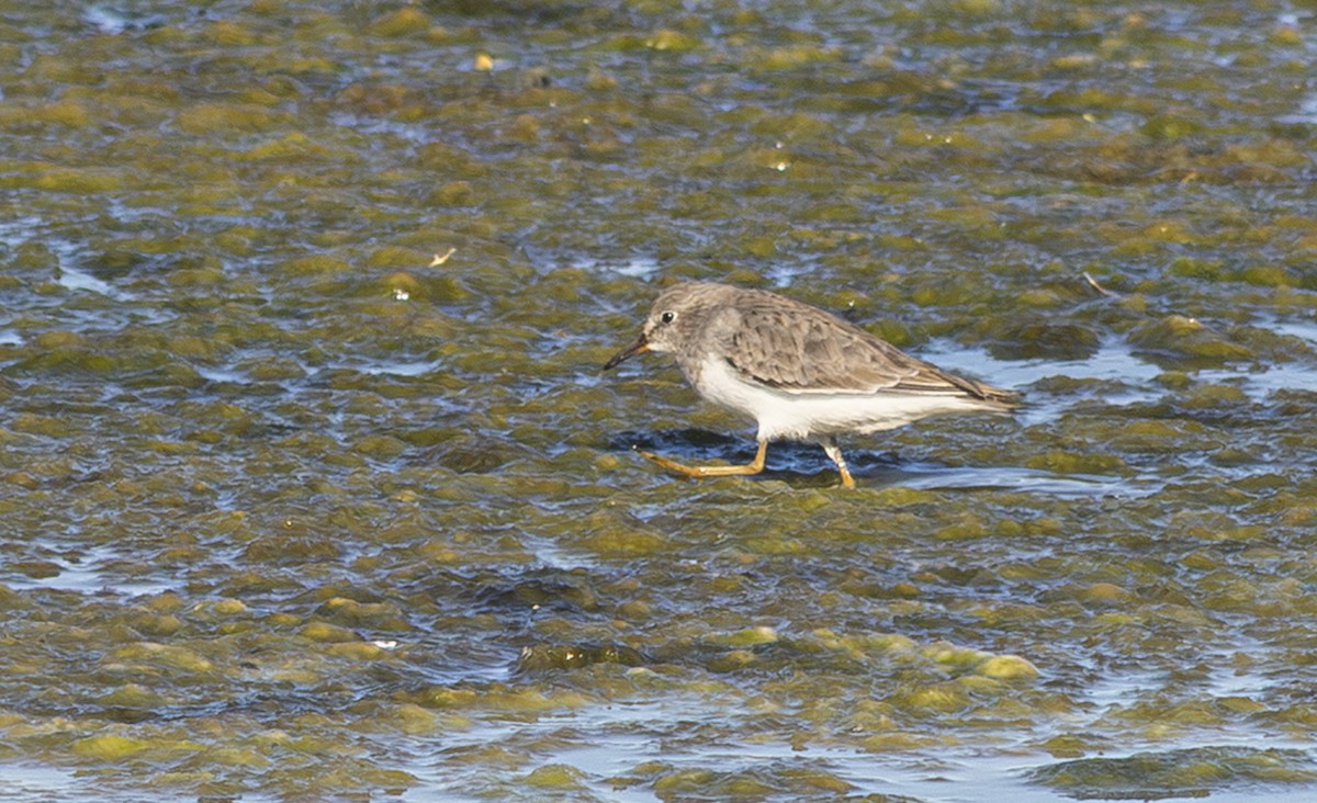 Temminck txirria - ML647616609