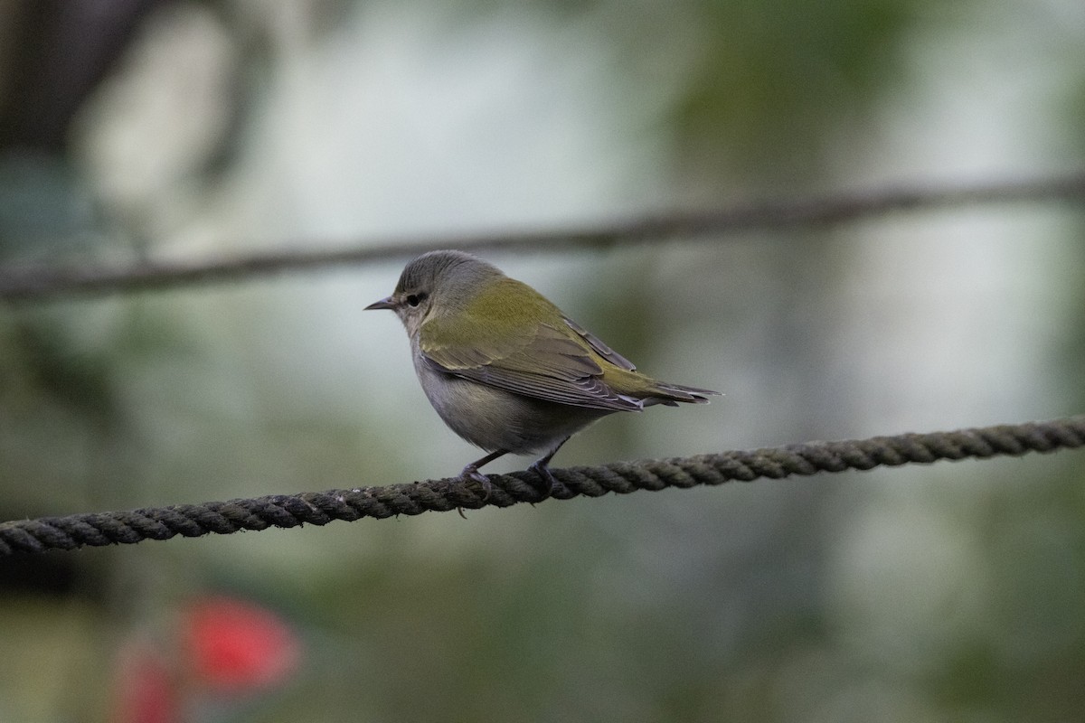 Tennessee Warbler - ML647616615