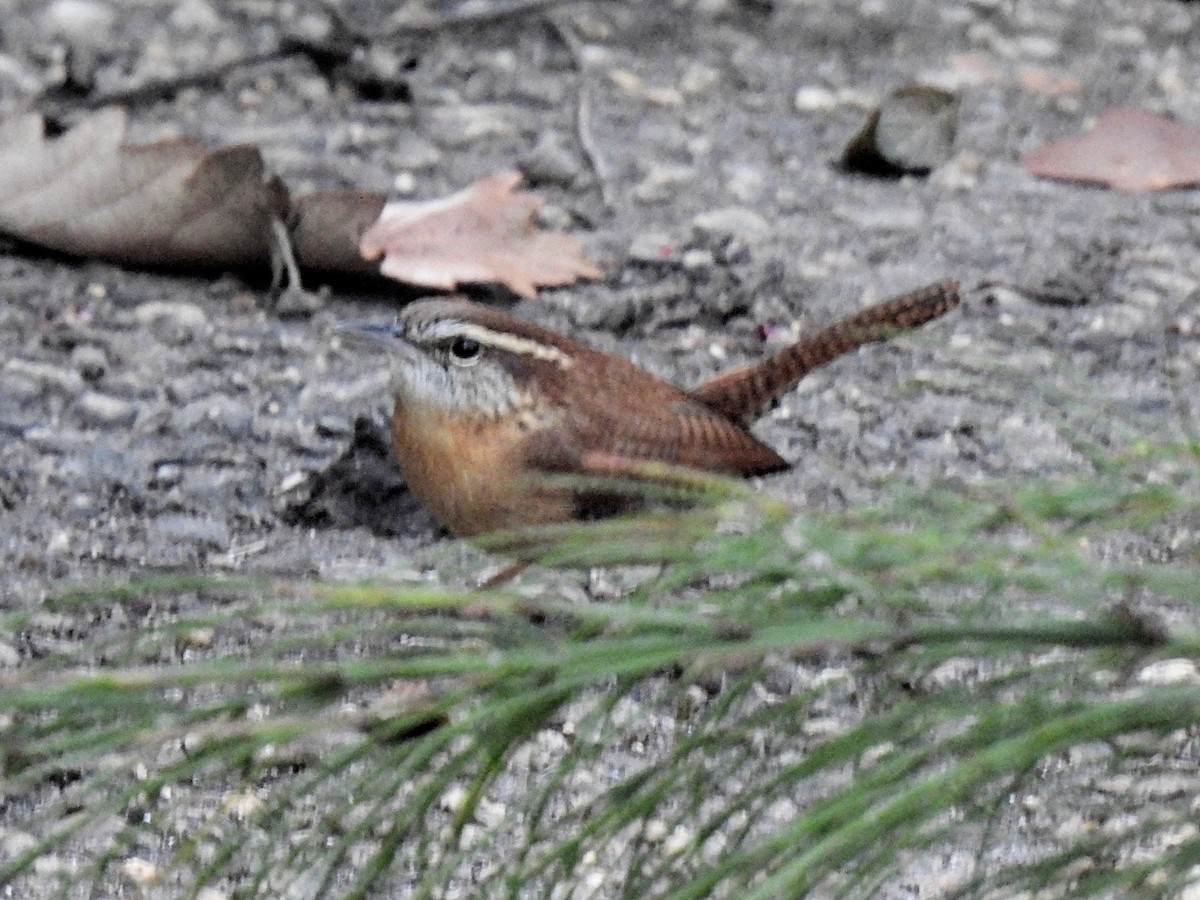 Carolina Wren - ML647616620