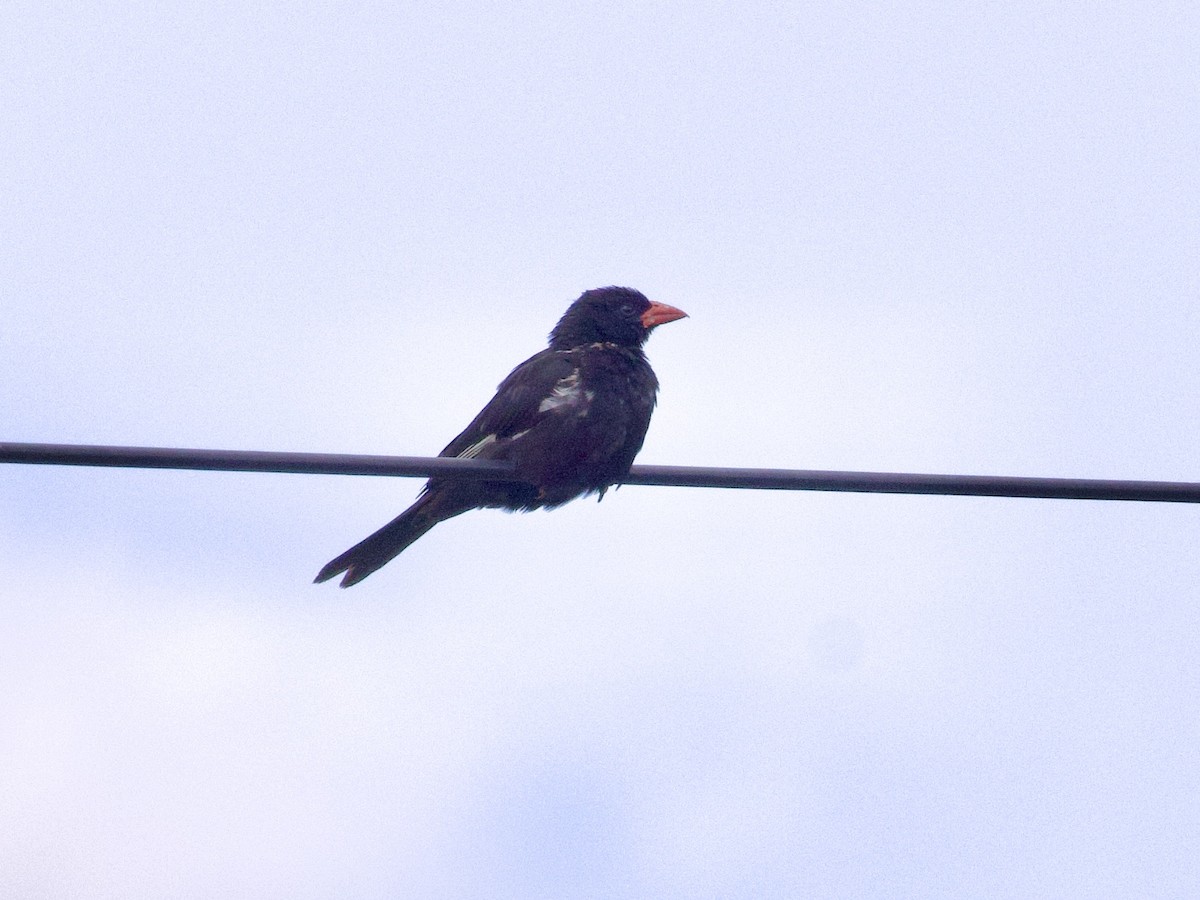 Red-billed Buffalo-Weaver - ML647616621