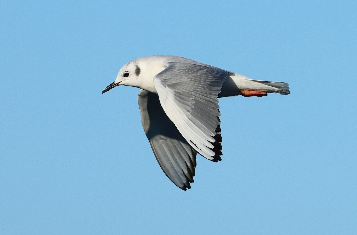 Bonaparte antxeta - ML647616624