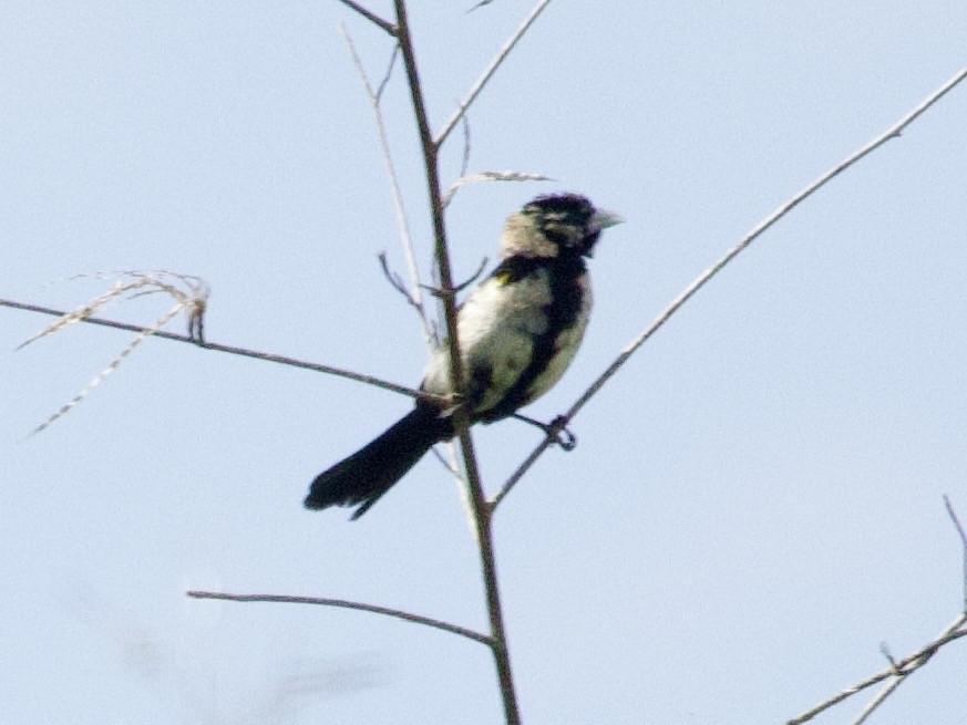 White-winged Widowbird - ML647616626