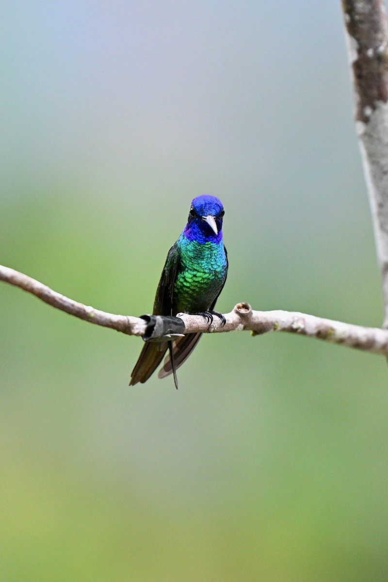 Golden-tailed Sapphire - ML647616652