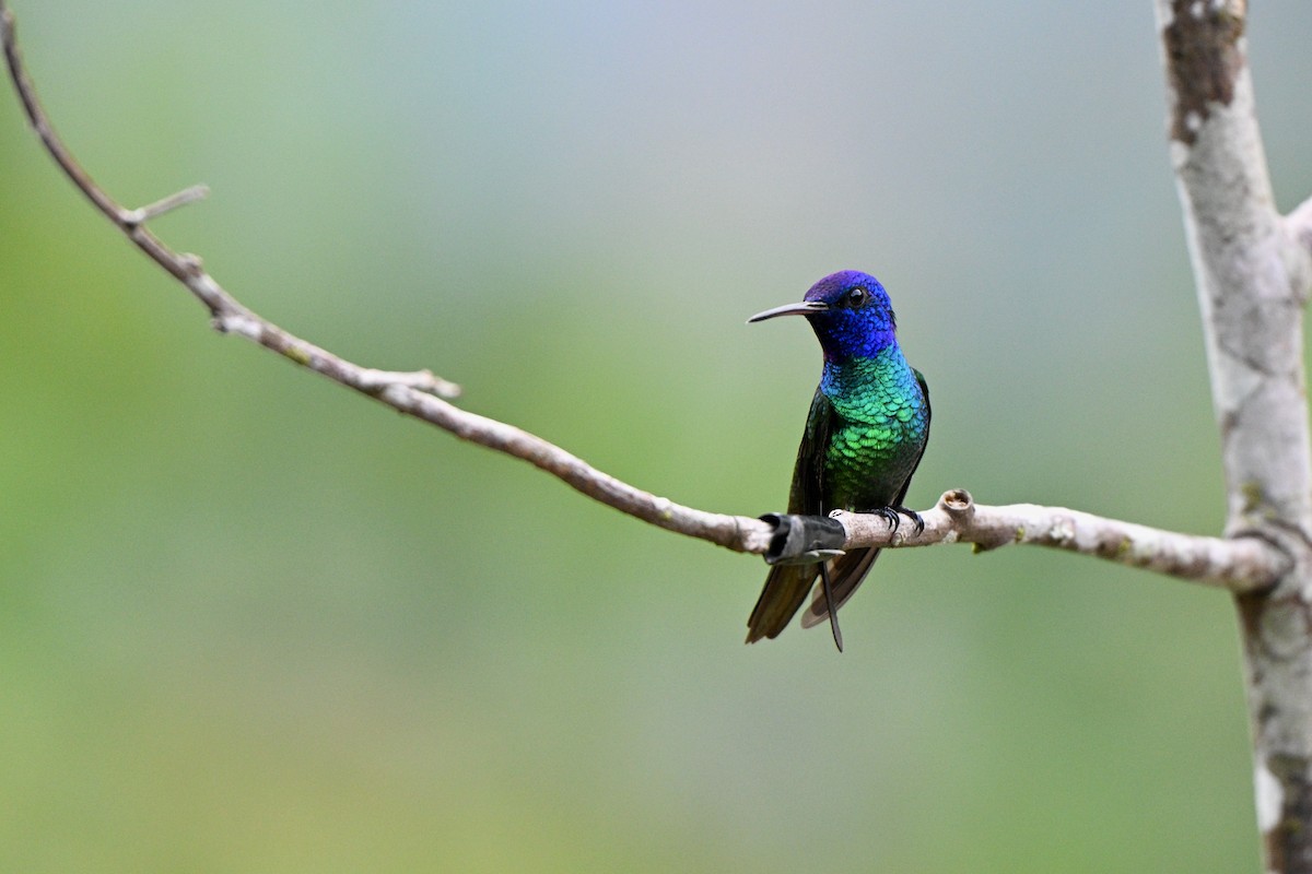 Golden-tailed Sapphire - ML647616653