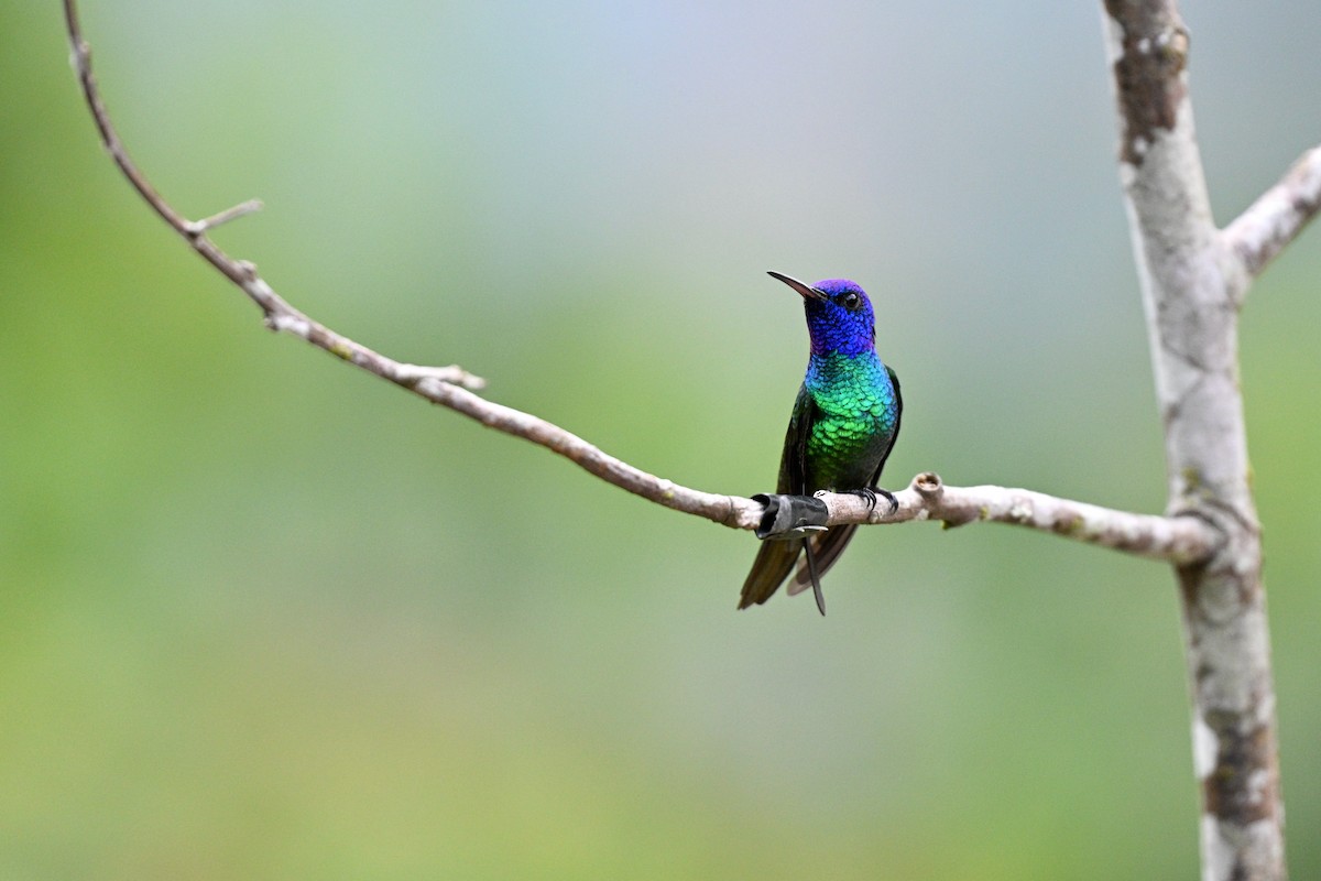 Golden-tailed Sapphire - ML647616654