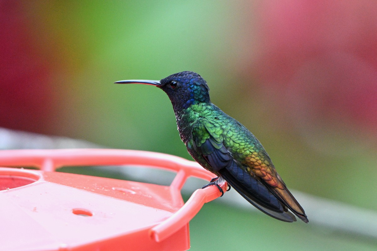 Golden-tailed Sapphire - ML647616655