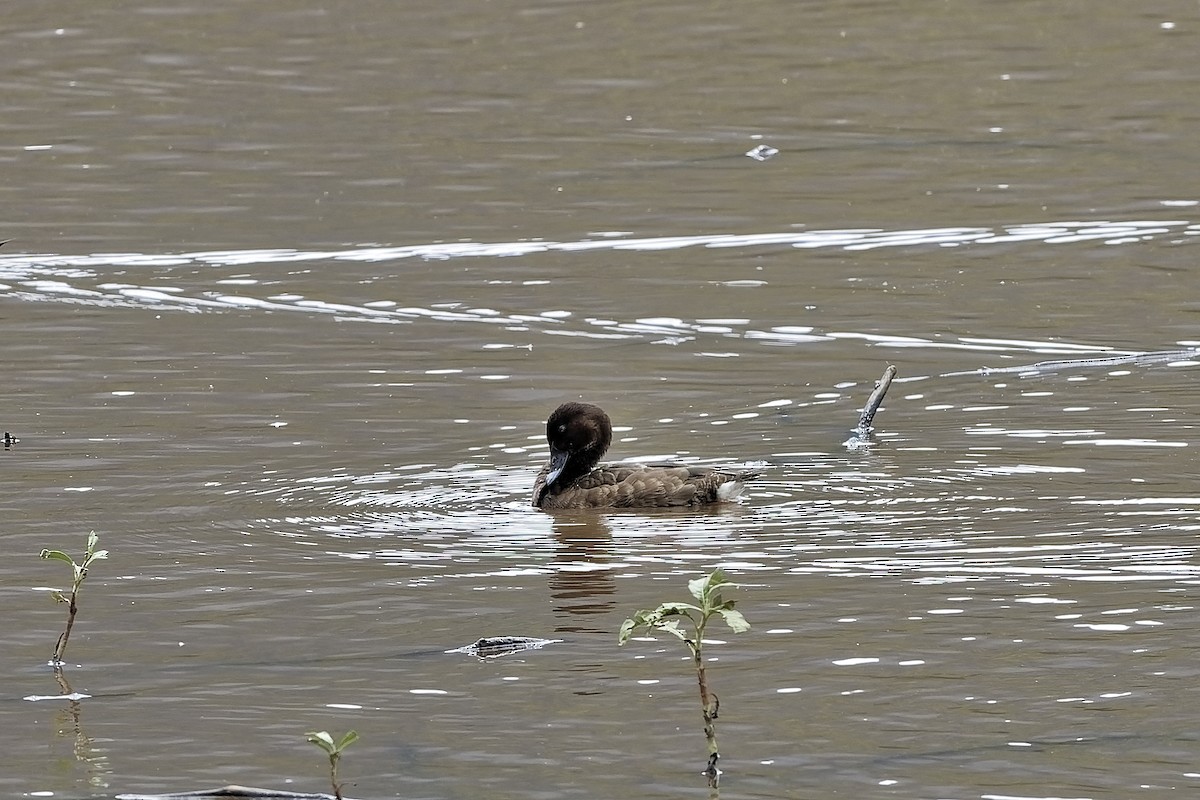 Hardhead - ML647616669