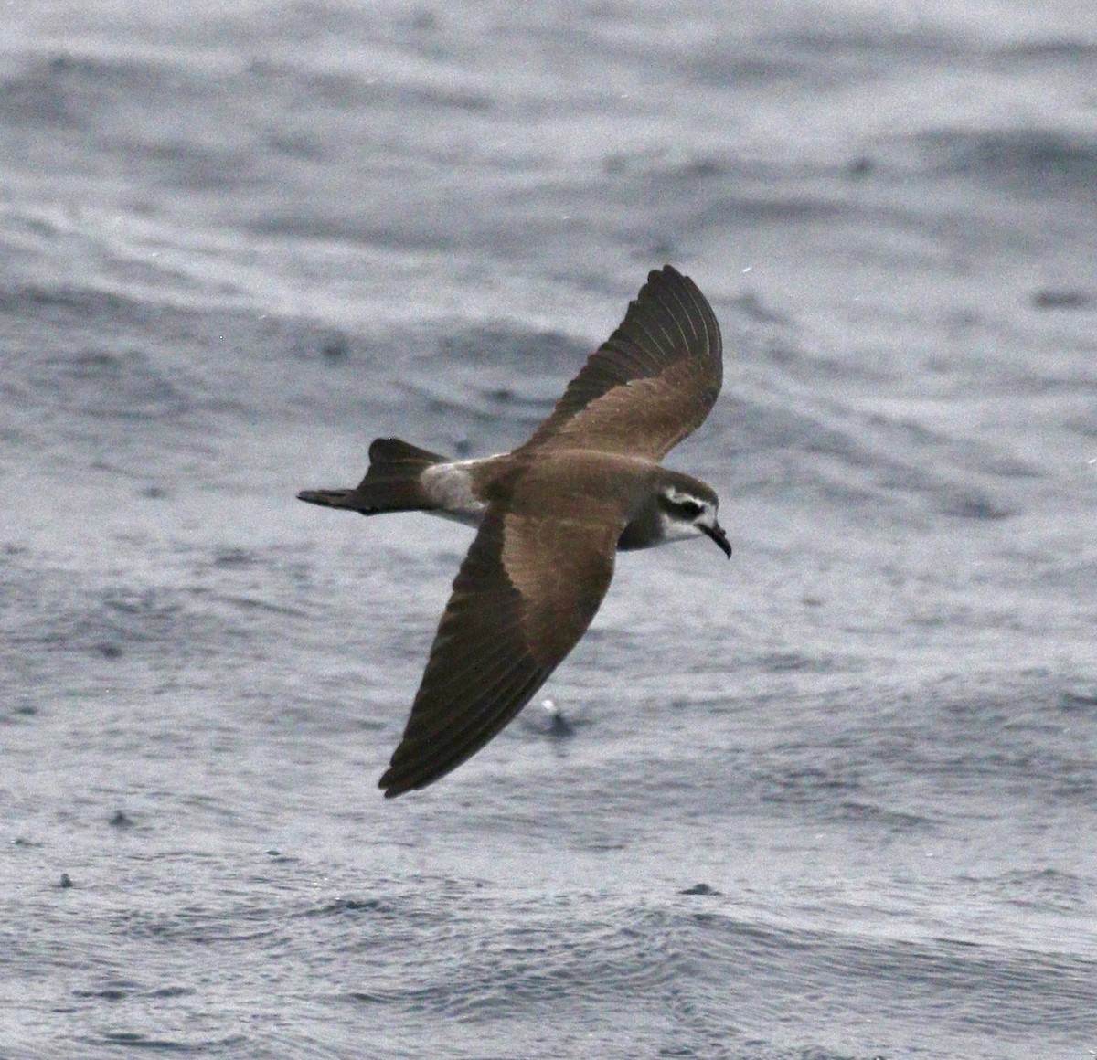 Weißgesicht-Sturmschwalbe - ML647616673