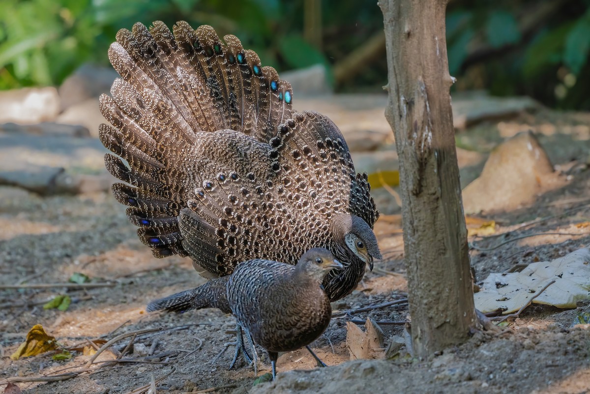Éperonnier chinquis - ML647616704
