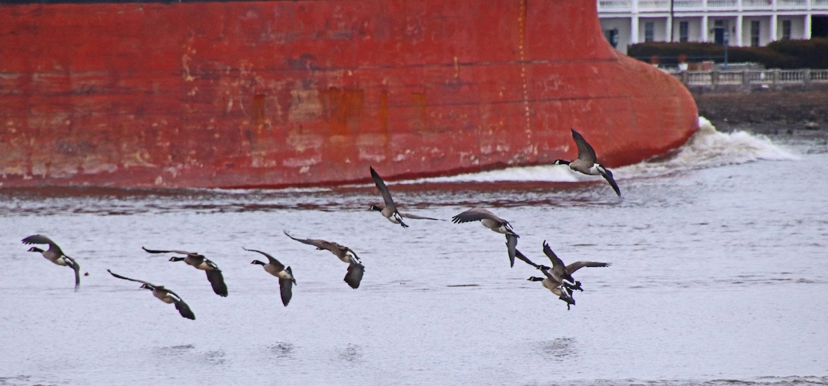 Kanadagans - ML647616709