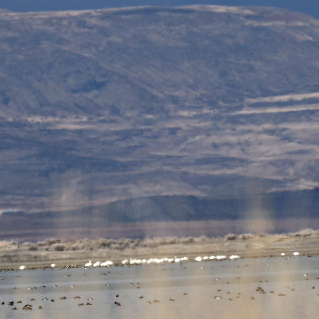 Cygne siffleur - ML647616715