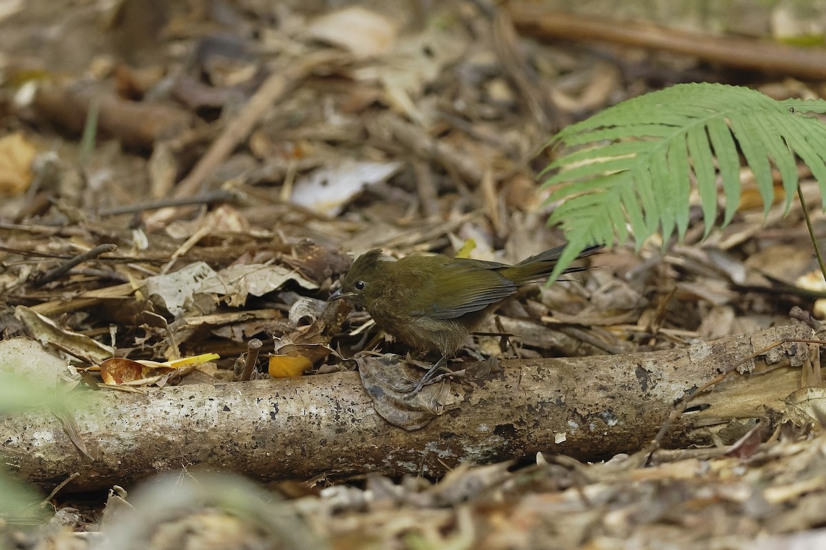Eastern Whipbird - ML647616729