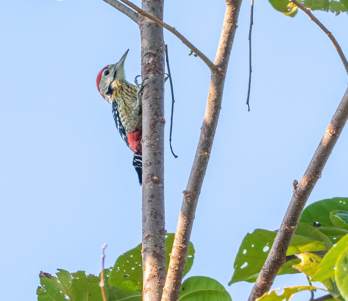 ムナフアカゲラ - ML647616738