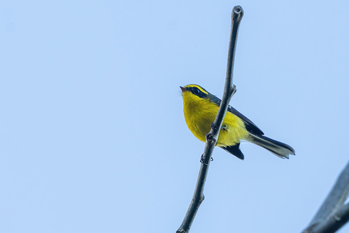 Yellow-bellied Fairy-Fantail - ML647616741