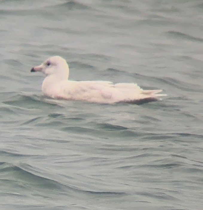 Glaucous Gull - ML647616744