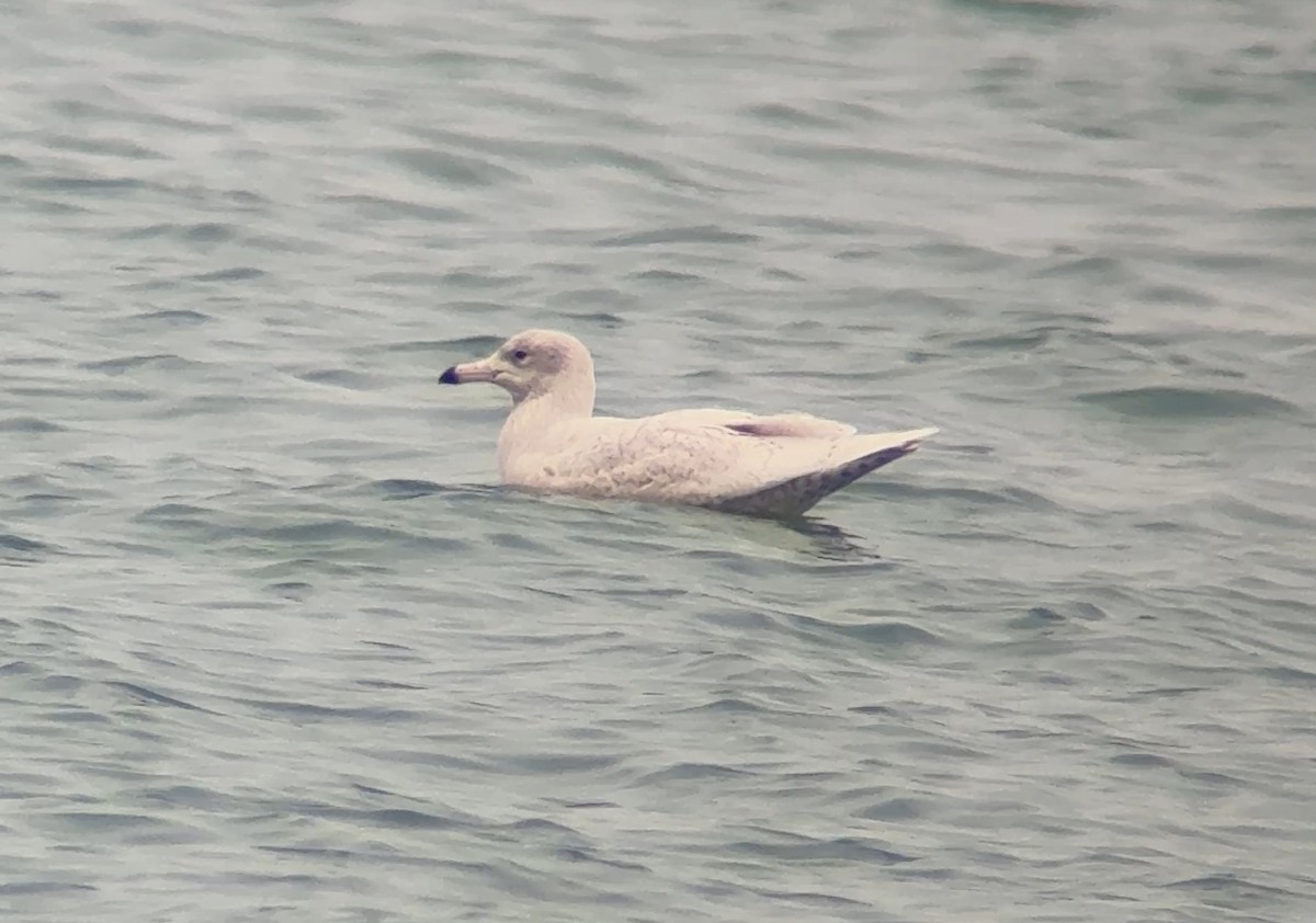 Glaucous Gull - ML647616745