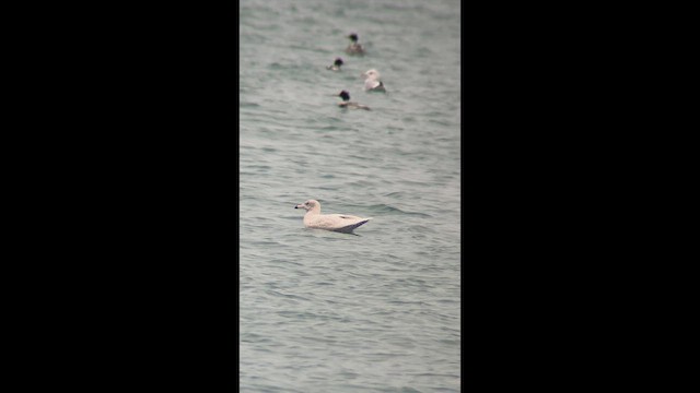 Glaucous Gull - ML647616747