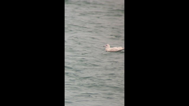 Glaucous Gull - ML647616748