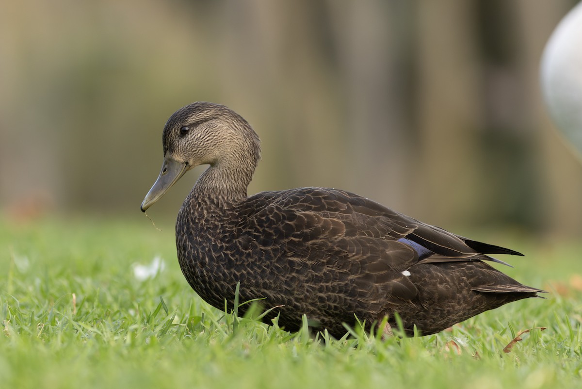 Ahate iluna - ML647616750