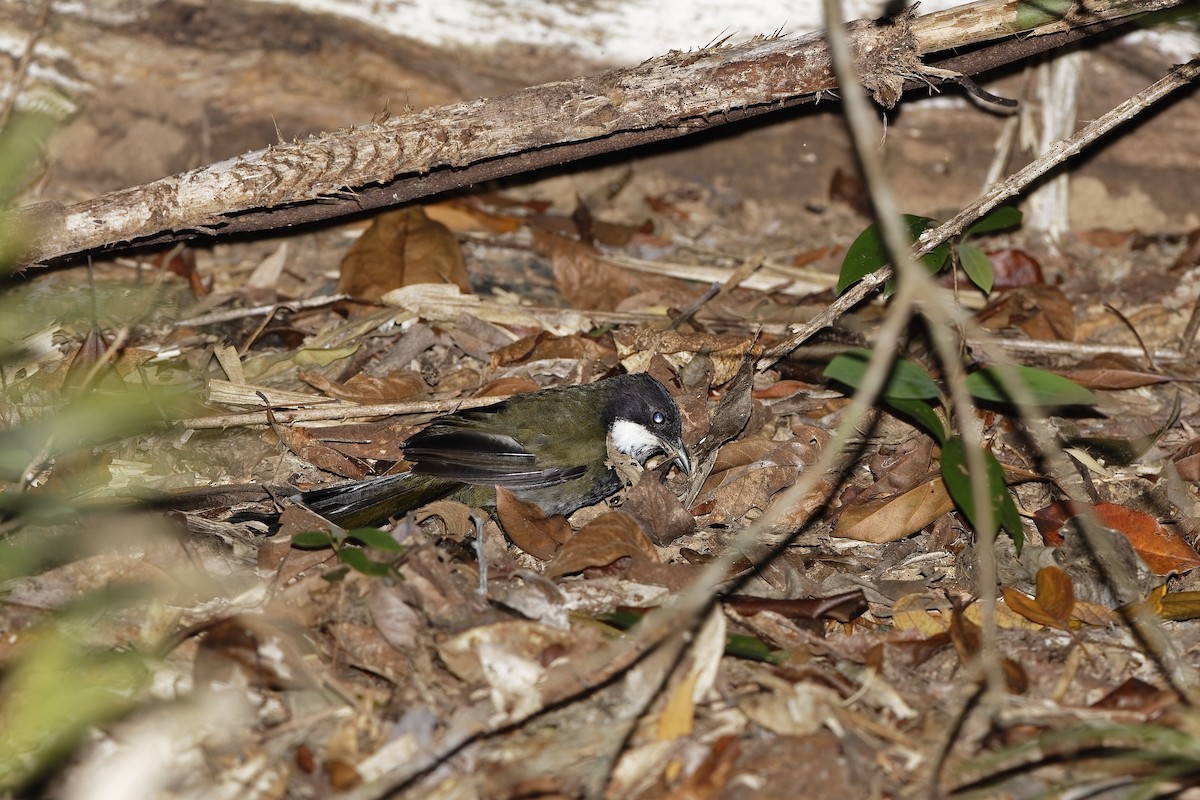 Eastern Whipbird - ML647616765