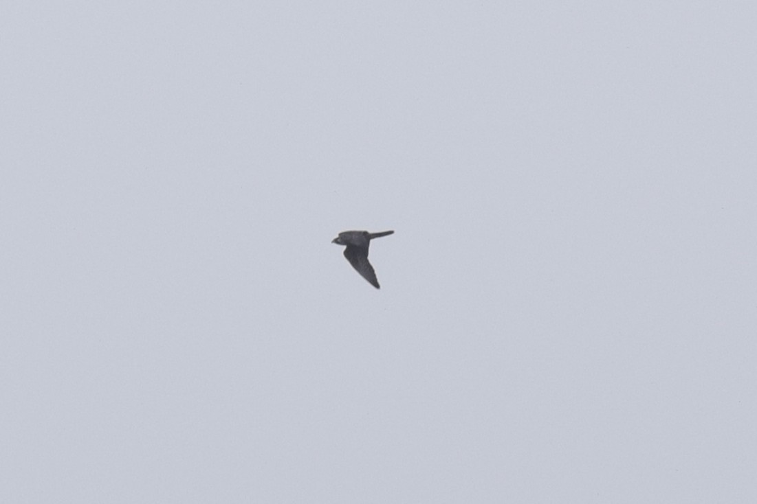 遊隼(calidus/tundrius) - ML647616776