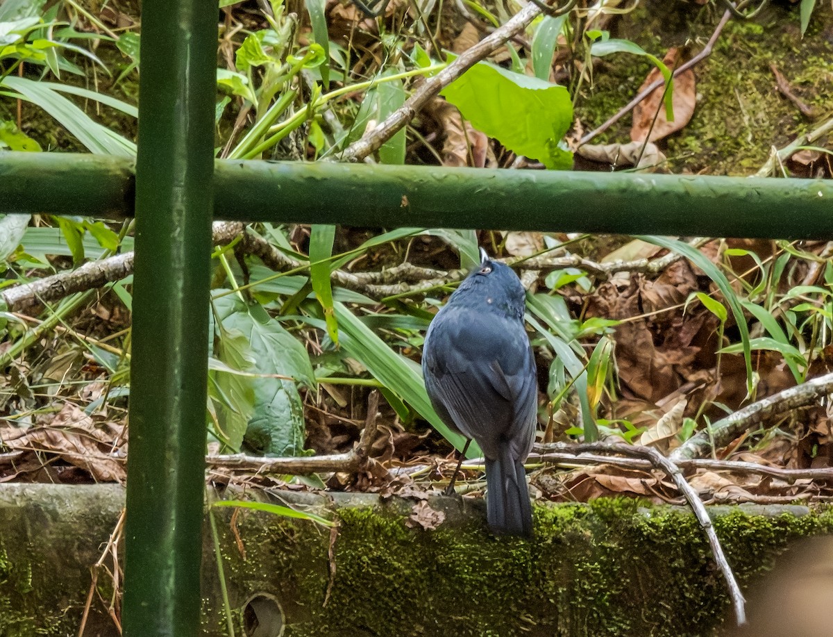 White-bellied Sholakili - ML647616783