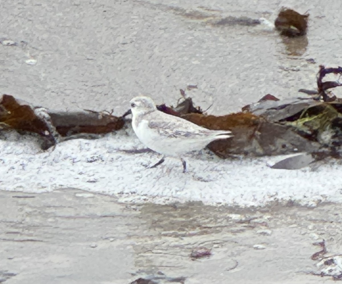 Sanderling - ML647616824