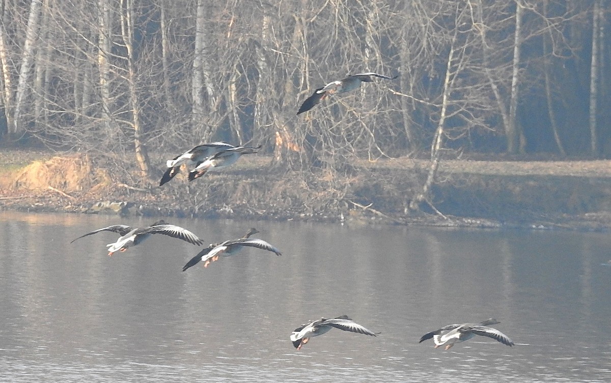 Oie cendrée - ML647616832