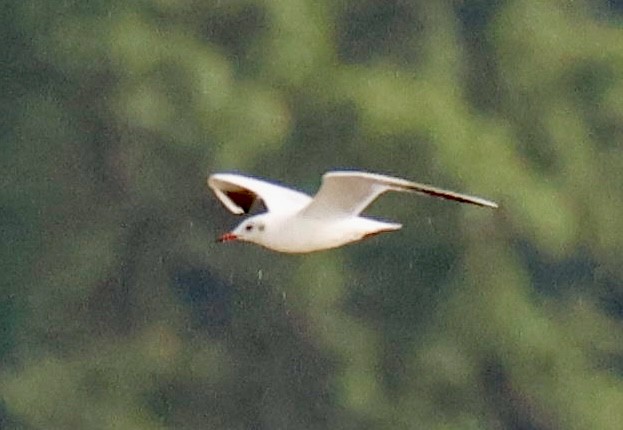 Antxeta burugrisa - ML647616843