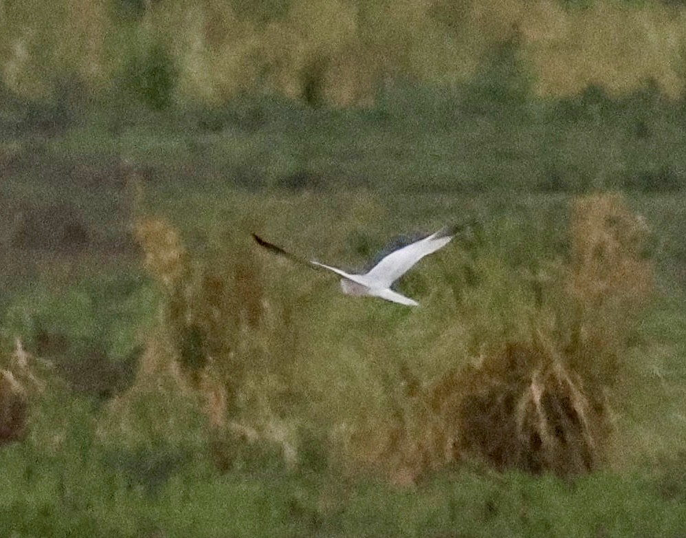 Aguilucho Papialbo - ML647616857