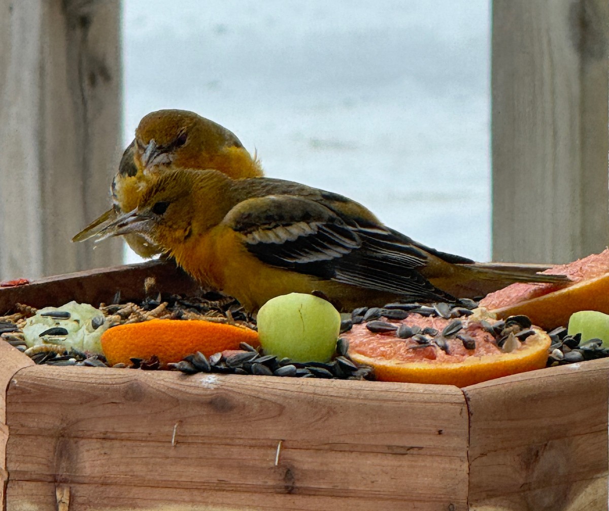 Baltimore Oriole - ML647616862