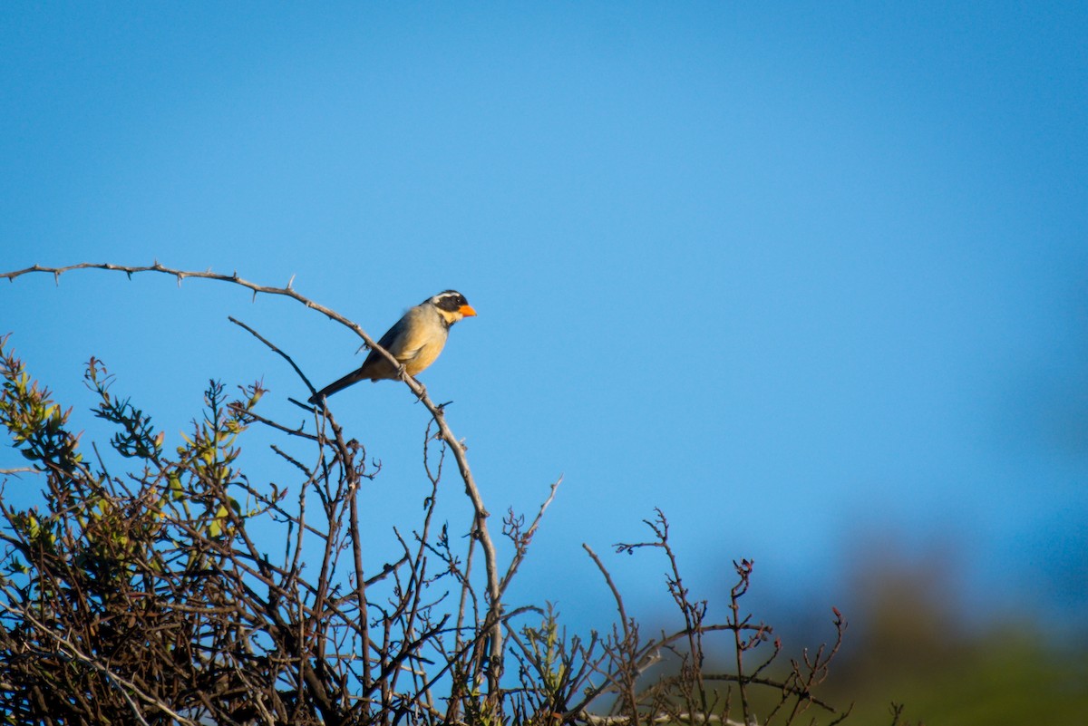 Golden-billed Saltator - ML647616863
