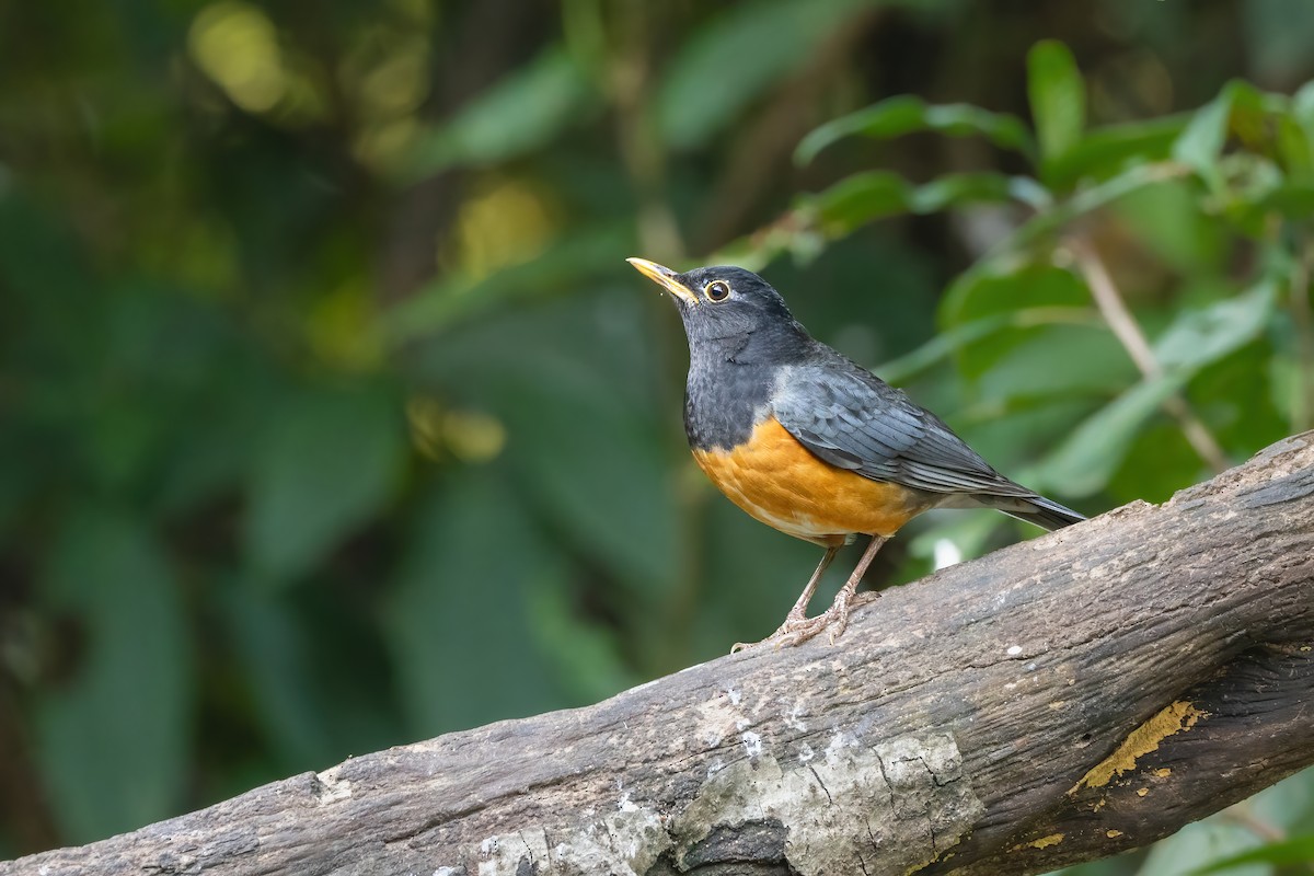 Черногрудый дрозд - ML647616864