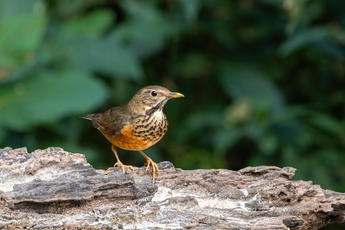 Черногрудый дрозд - ML647616865