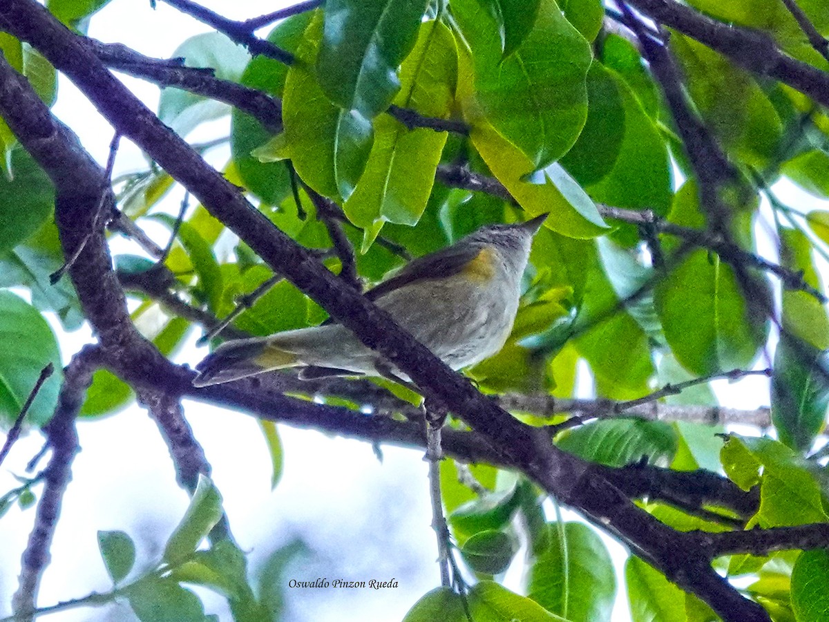 סבכון חכלילי - ML647616873