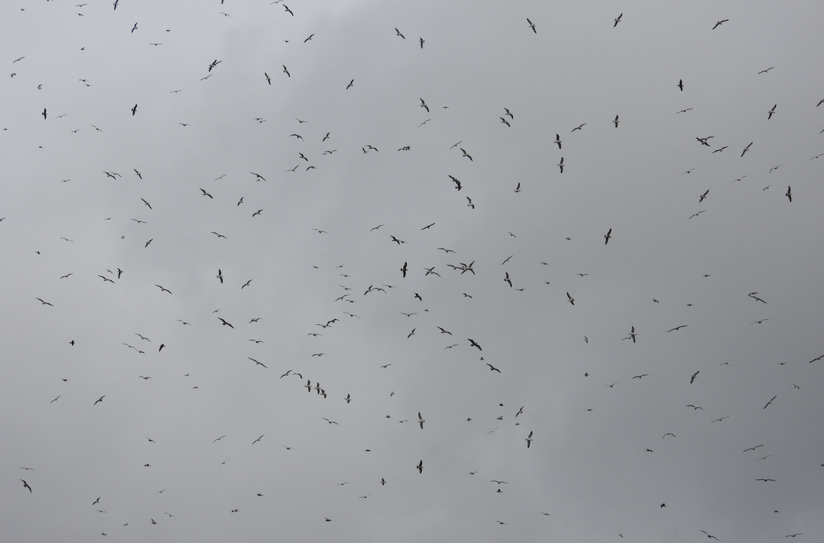 Möwe, unbestimmt - ML647616885